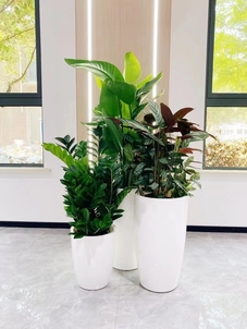 发现奉化绿植租赁设计，解锁绿色空间新魅力