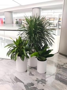 镇海绿植租摆设计